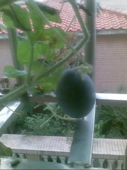 阳台吃瓜风波,邻里纠纷背后的和谐之道